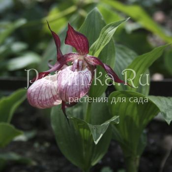 Башмачек Gisela (Cypripedium Gisela)