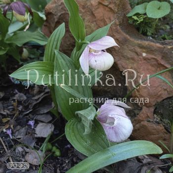 Башмачок  крупноцветковый яблочно-розовый