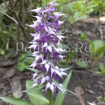 Пальчатокоренник остистый (Dactylorhiza aristata)