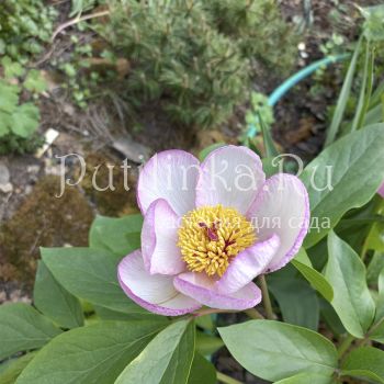 Пион Picotee (Paeonia Picotee)