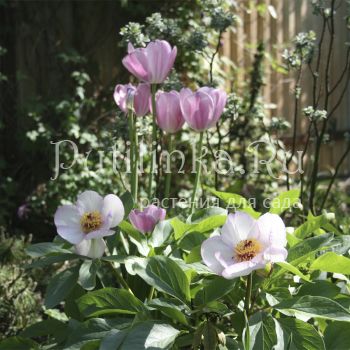 Пион Picotee (Paeonia Picotee)