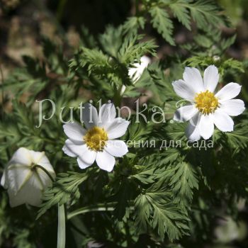 Адонис Бревистила (Adonis brevistyla)