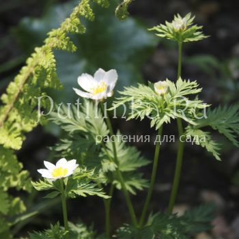 Адонис Бревистила (Adonis brevistyla)