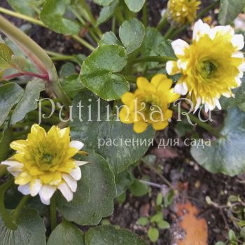 Лютик Bantam Egg (R. ficaria Bantam Egg)