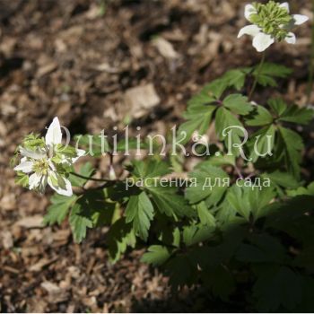 Анемона дубравная Green Crown (Anemone nemorosa Green Crown)