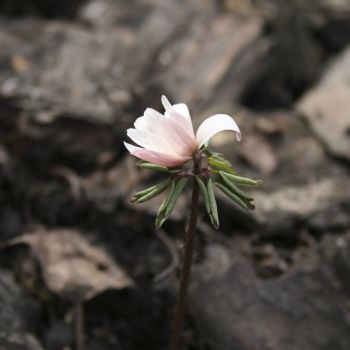 Анемона Радде форма розовая (Anemone raddeana f. rosea)