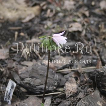 Анемона Радде форма розовая (Anemone raddeana f. rosea)