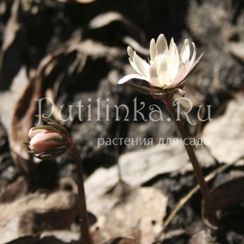 Анемона Радде форма розовая (A. raddeana f. rosea)