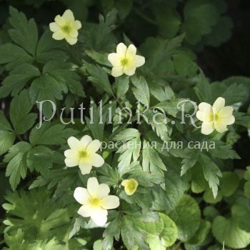 Анемона уральская (A. uralensis)