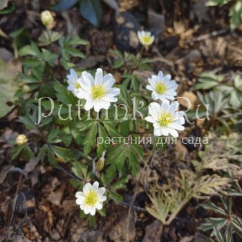 Анемона дубравная Hilda (Anemone nemorosa Hilda)