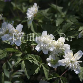 Анемона дубравная Salt and Pepper (A. nemorosa Salt and Pepper)