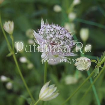 Астранция большая Pink Sansation (Astrantia major Pink Sansation)