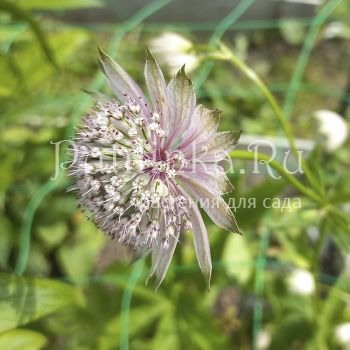 Астранция большая Pink Sansation (Astrantia major Pink Sansation)