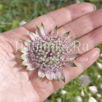 Астранция большая Pink Sansation (Astrantia major Pink Sansation)