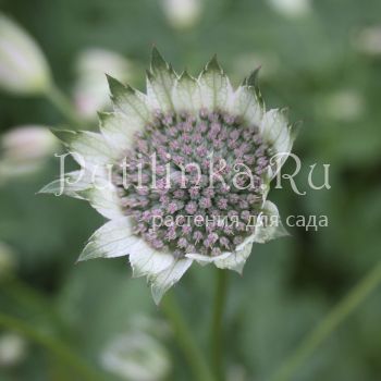 Астранция большая Pink Sansation (A. major Pink Sansation)