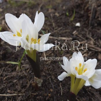 Безвременник Совича (Colchicum szovitsii)