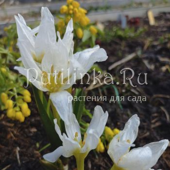 Безвременник Совича (Colchicum szovitsii)