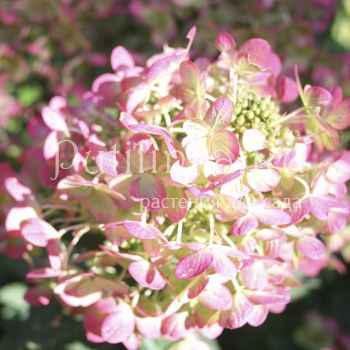 Гортензия метельчатая Panflora (Hydrangea paniculata Panflora)