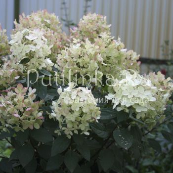 Гортензия метельчатая Panflora (Hydrangea paniculata Panflora)