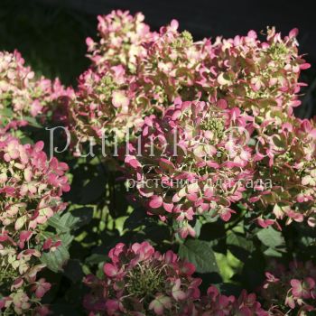 Гортензия метельчатая Panflora (Hydrangea paniculata Panflora)