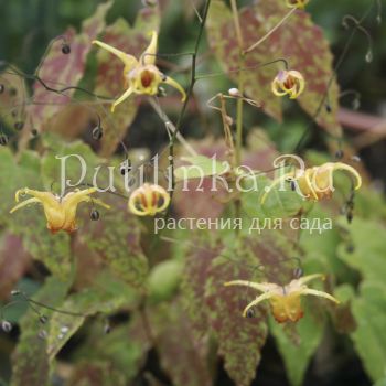 Горянка  Amber Queen (Epimedium  Amber Queen)