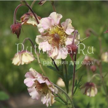 Гравилат Pretticoat’s Peach (Geum Pretticoat’s Peach)