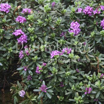 Дафна, волчеягодник Cheriton ( Daphne x susannae Cheriton)