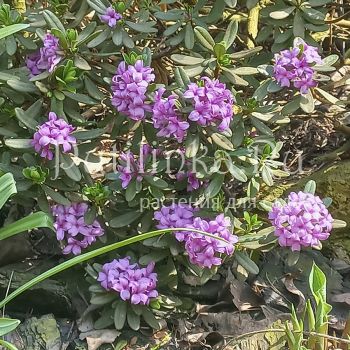 Дафна, волчеягодник Cheriton ( Daphne x susannae Cheriton)