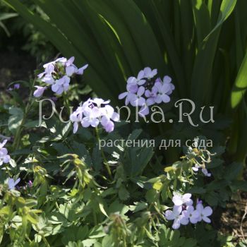 Зубянка пятилистная (Dentaria quinquefolia)