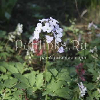 Зубянка пятилистная (D. quinquefolia)