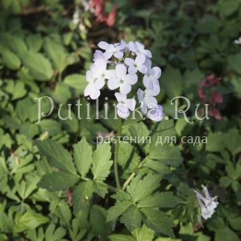 Зубянка пятилистная (D. quinquefolia)