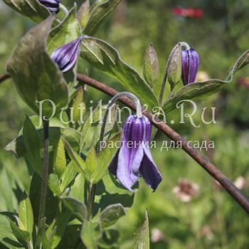 Клематис цельнолистный Little Artist (Clematis integrifolia Little Artist)