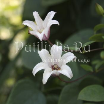 Клематис Princess Kate (Clematis Princess Kate)