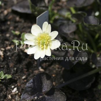 Лютик Deborah Jope (R. ficaria Deborah Jope)