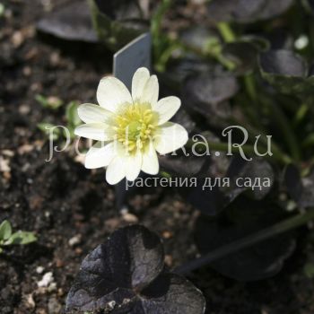 Лютик Deborah Jope (Ranunculus ficaria Deborah Jope)