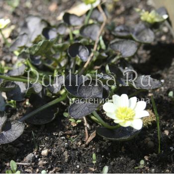 Лютик Deborah Jope (Ranunculus ficaria Deborah Jope)