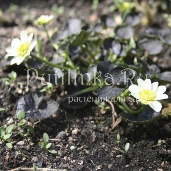 Лютик Deborah Jope (R. ficaria Deborah Jope)