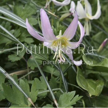 Кандык Kinfauns Pink (Erythronium Kinfauns Pink)