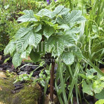 Каштан конский обыкновенный Monstrosa (Aesculus hippocastanum Monstrosa)