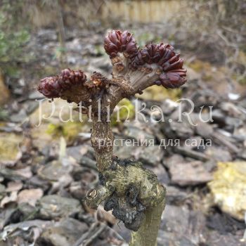 Каштан конский обыкновенный Monstrosa (Aesculus hippocastanum Monstrosa)