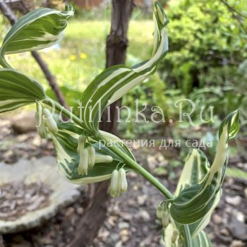 Купена (Polygonatum x hybridum Variegatum)