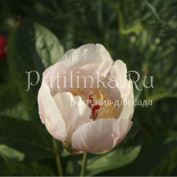 Пион Лагодехский (Paeonia lagodechiana)