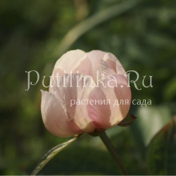 Пион Лагодехский (Paeonia lagodechiana)