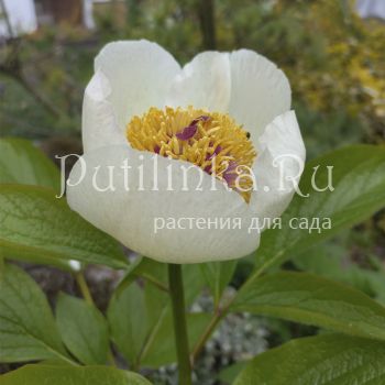 Пион крупнолистный (Paeonia macrophylla)