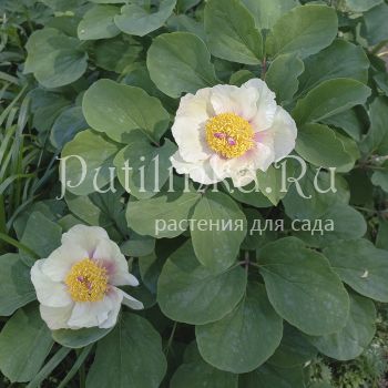 Пион Хамелеон