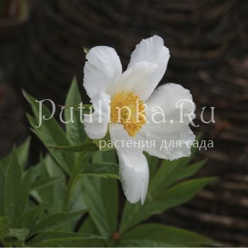 Пион Эмоди (Paeonia emodi)