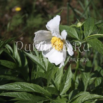 Пион Эмода (P. emodi)