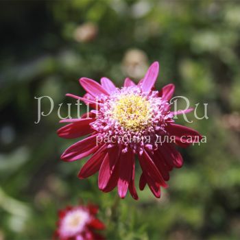 Пиретрум Robinson Red (Pyrethrum Robinson Red)