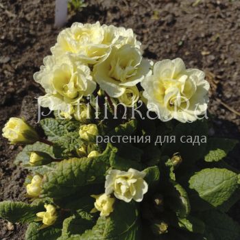 Примула Belarina Lemon Chiffon (Primula Belarina Lemon Chiffon)