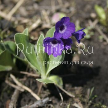 Примула окаймленная Marven (Primula marginata Marven)